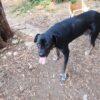 Igor - 9 anni (nato ad Agosto 2016)  - Razza: Corso  - Taglia: Grande  - Carattere: buono, socievole, docile Foto 2